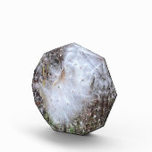 Milchkraut und Seide Fotoblock (Rechts)