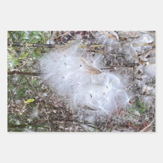 Milchkraut und Seide Geschenkpapier Set (Vorderseite)