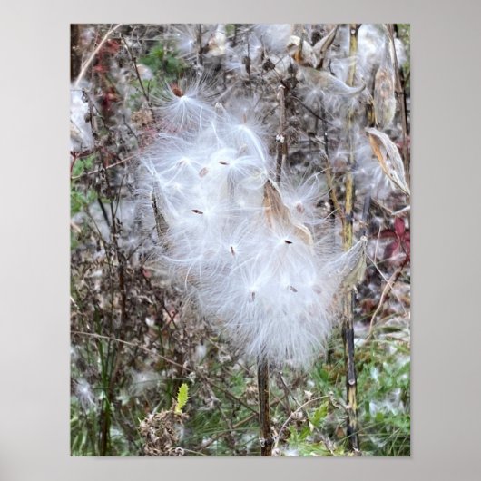 Milchkraut und Seide Poster (Vorne)