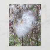 Milchkraut und Seide Postkarte (Vorderseite)