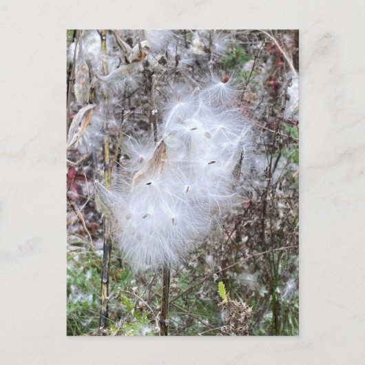 Milchkraut und Seide Postkarte (Vorderseite)