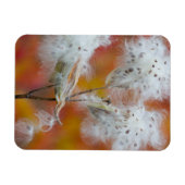 Milchkrautsamen im Herbst, Kanada Magnet (Horizontal)
