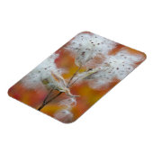 Milchkrautsamen im Herbst, Kanada Magnet (Linke Seite)