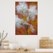 Milchkrautsamen im Herbst, Kanada Poster (Küche)