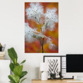 Milchkrautsamen im Herbst, Kanada Poster (Heimbüro)