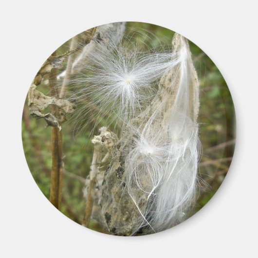 Milchkrautsamen-Koordinaten Magnet (Vorne)