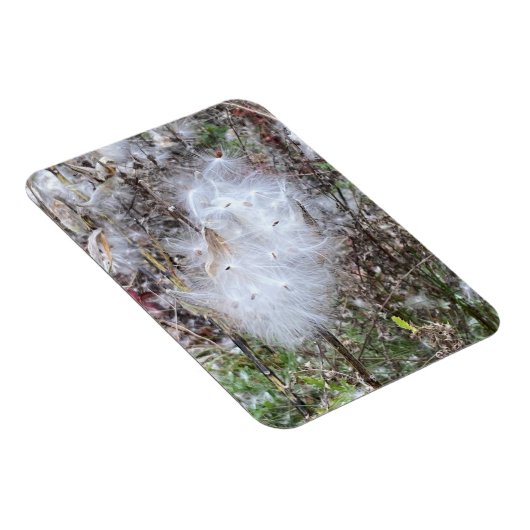 Milchkrautsamen und Seide, flexibel Magnet (Rechte Seite)