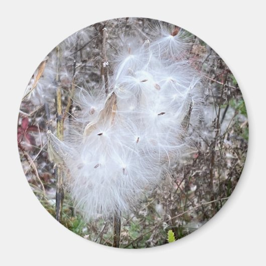 Milchkrautsamen und Seidenamt Magnet (Vorne)