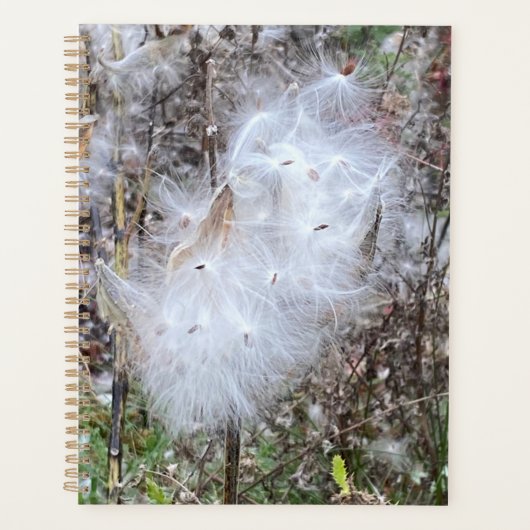 Milchkrautsamen und Seidenplaner Planer (Vorderseite)