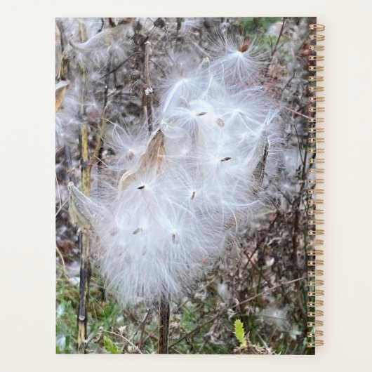 Milchkrautsamen und Seidenplaner Planer (Rückseite)