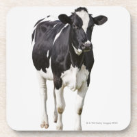 Milchkuh (Bosstier) auf weißem Hintergrund