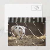 Milchkuh Postkarte (Vorne/Hinten)