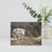 Milchkuh Postkarte (Stehend Vorderseite)