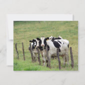 Milchkühe (Vorderseite)