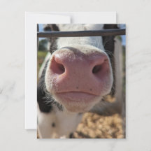 Milchkühe auf einem Bauernhof in Pennsylvania