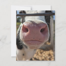 Milchkühe auf einem Bauernhof in Pennsylvania Mitteilungskarte