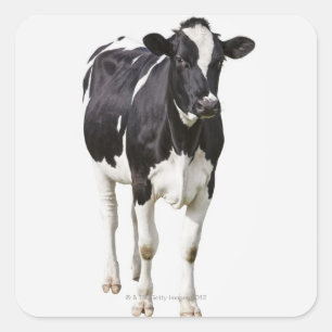 Milchkühe (Bos taurus) auf weißem Grund Quadratischer Aufkleber