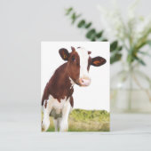 Milchkühe - braun gestrichen & weiß Holstein Postkarte (Stehend Vorderseite)