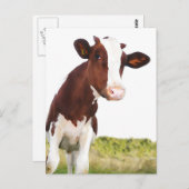 Milchkühe - braun gestrichen & weiß Holstein Postkarte (Vorne/Hinten)