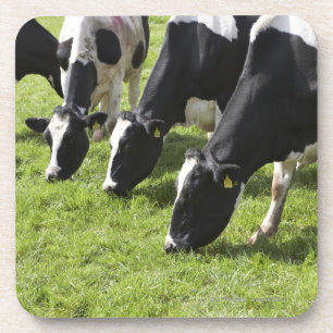Milchkühe, die in der Weide weiden lassen Getränkeuntersetzer