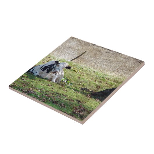 Milchkühe Fliese (Seite)