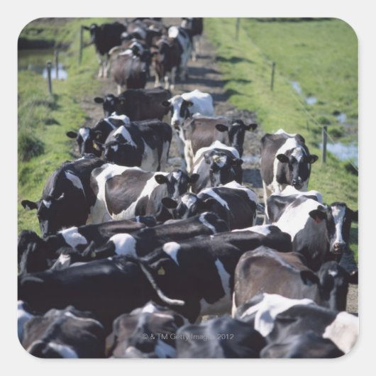 Milchkühe (Fresian Dairy Cows, Warming Milking, Gr Quadratischer Aufkleber (Vorderseite)