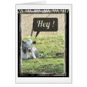 Milchkühe Hey! (Vorne)