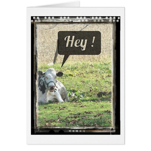 Milchkühe Hey! (Vorne)