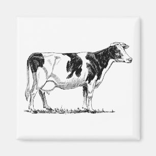 Milchkühe Holstein Fresian Pencil Zeichnend Magnet