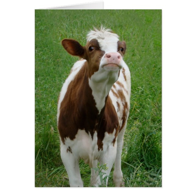 Milchkühe im Betrieb (Vorne)