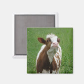 Milchkühe im Betrieb Magnet (Vorderseite/Rückseite)