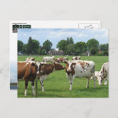 Milchkühe mit Blick auf Ihre Postkarte (Vorne/Hinten)