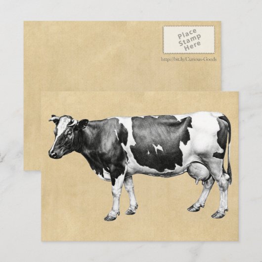 Milchkühe Postkarte (Vorne/Hinten)