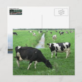 Milchkühe Postkarte (Vorne/Hinten)