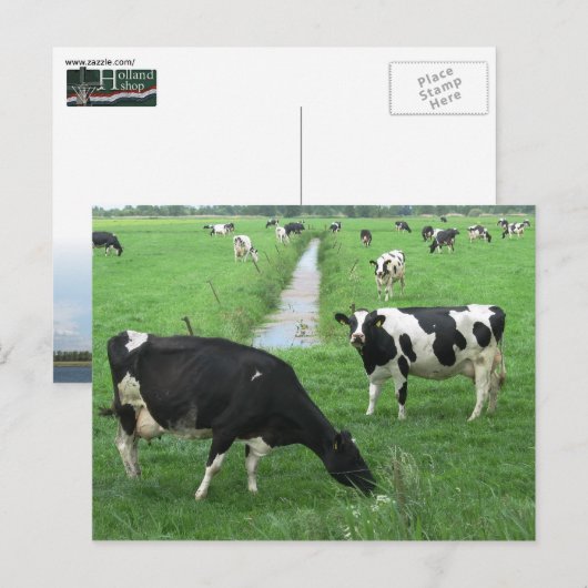 Milchkühe Postkarte (Vorne/Hinten)