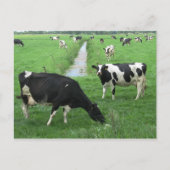 Milchkühe Postkarte (Vorderseite)
