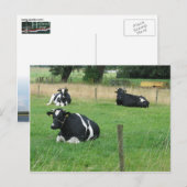 Milchkühe Postkarte (Vorne/Hinten)
