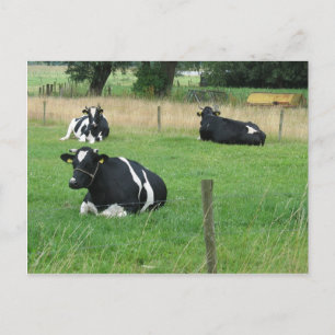 Milchkühe Postkarte