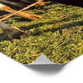 Milchkühe, Roter Stall und Berg Rainier Print Poster (Ecke)