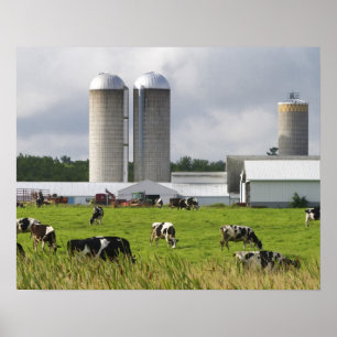 Milchkühe und Bauernhof nahe Taylor County Poster