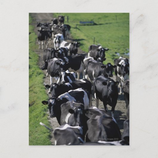 Milchkühe warten auf Melken Postkarte (Vorderseite)