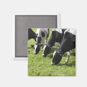 Milchkühe weiden auf Weide Magnet (Vorderseite/Rückseite)