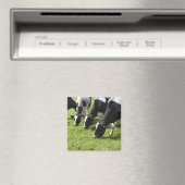 Milchkühe weiden auf Weide Magnet (In Situ (Geschirrspüler))