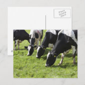 Milchkühe weiden auf Weide Postkarte (Vorne/Hinten)