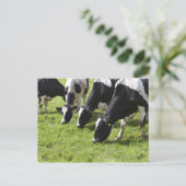 Milchkühe weiden auf Weide Postkarte (Stehend Vorderseite)