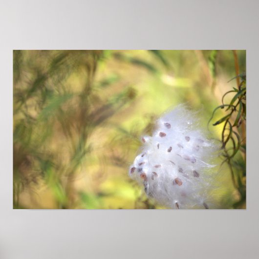 Milchpflanzen-Fotoplakat Poster (Vorne)