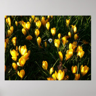 Milchprodukte in den Crocuses Poster