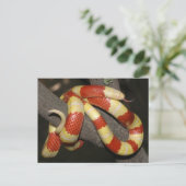 Milchschlange Postkarte (Stehend Vorderseite)