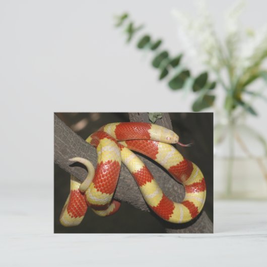 Milchschlange Postkarte (Stehend Vorderseite)