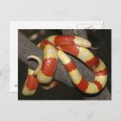 Milchschlange Postkarte (Vorne/Hinten)